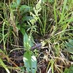 Habenaria citrata Habit