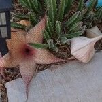 Stapelia grandiflora Kukka