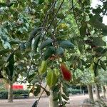 Crinodendron patagua Fruto