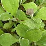 Antennaria plantaginifolia Levél