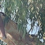 Eucalyptus camaldulensis Leaf