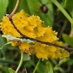 Cynanchum insipidum Frucht