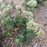 Lepidium draba Habit