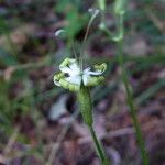 Silene ciliata Flor