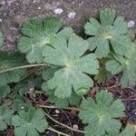 Geranium molle Leaf