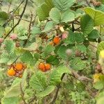 Rubus ellipticus Fruit