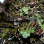 Saxifraga corsica Habitus