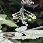 Cardiospermum grandiflorum Fula