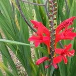 Crocosmia × crocosmiifloraFlor