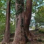 Liriodendron chinense Casca