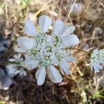 Orlaya grandiflora Blüte