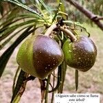 Cascabela thevetioides Fruit