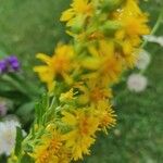 Solidago virgaureaപുഷ്പം