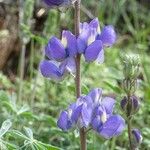 Lupinus meionanthus ᱛᱟᱦᱮᱸ