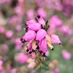 Erica carnea Fleur