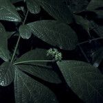 Cordia nodosa Blatt