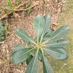 Pittosporum viridiflorum Leaf