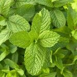 Mentha spicata Folla