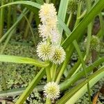 Sparganium emersum Fula