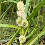 Sparganium emersum Blomma