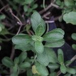 Salvia × jamensis Leaf