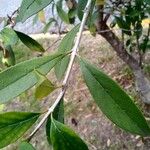 Citharexylum montevidense Leaf