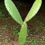 Opuntia ficus-indica Leaf