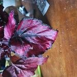 Begonia rex List