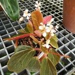 Begonia blancii Hábito