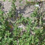 Silene succulenta Vivejo