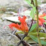 Aeschynanthus hookeri موطن