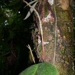 Peperomia hernandiifolia Fruit