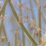 Dactyliandra welwitschii Leaf