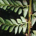 Polystichum x bicknellii 葉