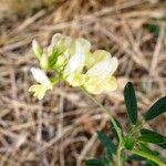 Medicago falcataFlower