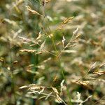 Agrostis capillaris Fruit