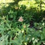 Astrantia majorЦветок