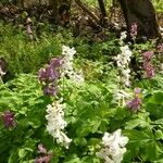 Corydalis cava Blatt