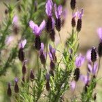 Lavandula pedunculata Цветок