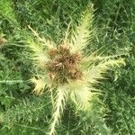 Cirsium spinosissimum Fruit