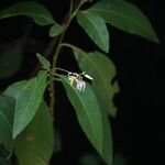 Solanum bahamense Otro
