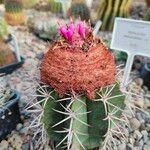 Melocactus matanzanus Blatt