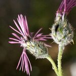 Volutaria tubuliflora Flor
