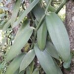 Vanilla planifolia 叶