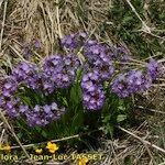 Primula auriculata Hábito