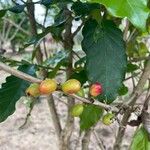 Coffea arabicaFruit