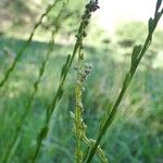 Triglochin palustris Habit