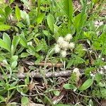 Antennaria parlinii 花