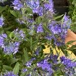 Caryopteris × clandonensis Çiçek