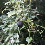 Passiflora lutea Fruit